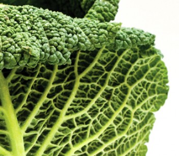 Source: Eat Seasonably - Savoy Cabbage